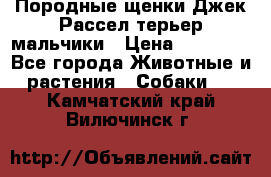 Породные щенки Джек Рассел терьер-мальчики › Цена ­ 40 000 - Все города Животные и растения » Собаки   . Камчатский край,Вилючинск г.